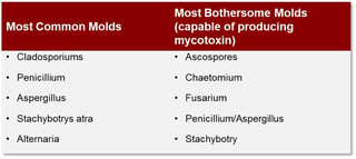 common mold forms 2.jpg